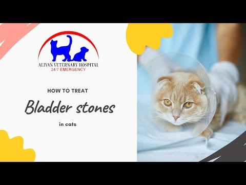 Treatment and prevention of bladder stones in cats