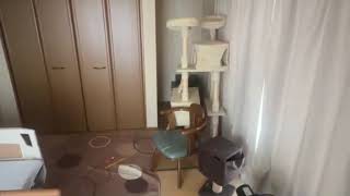 島根に帰った　マティアス 3