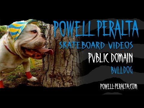 PUBLIC DOMAIN CH. 9 BULLDOG