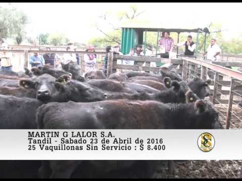 23-04-16 Venta de Vientres - Martin G. Lalor S.A. - Tandil.