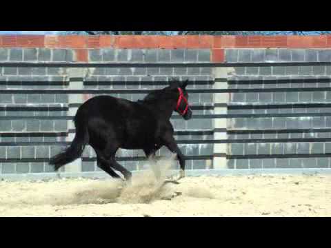 Stoibers Black Pearl 2010