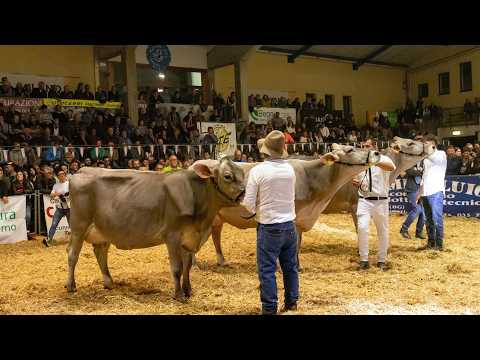 La finale delle fiere zootecniche a Serina - 17 ottobre 2026