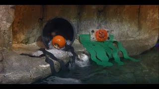 Emma the Sea Otter Enjoys Halloween Treats at Audubon Aquarium of the Americas