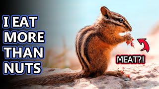 Chipmunk facts: The Smallest Squirrels | Animal Fact Files