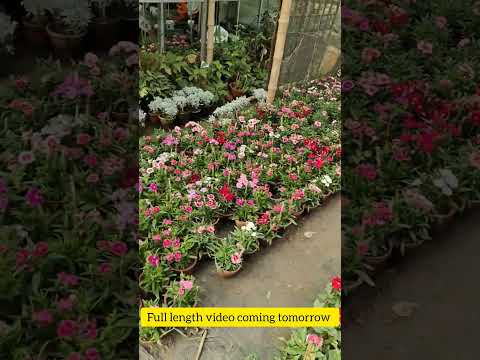 Visited Pratima nursery at Behala || #plants  #shortsvideo