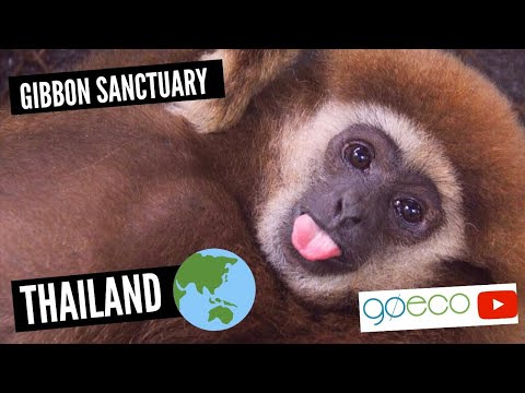 Volunteering with Gibbons in Thailand | GoEco