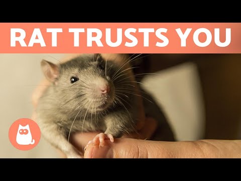5 SIGNS Your RAT LOVES You 🐭❤️