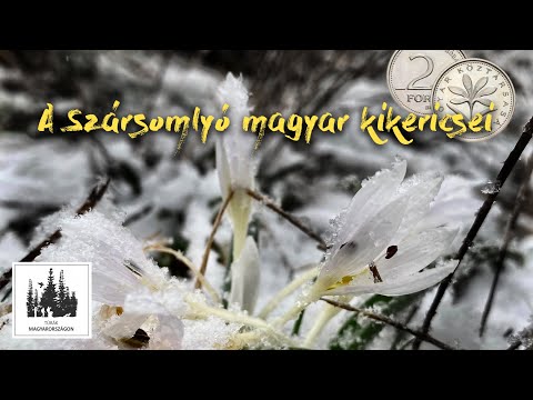 Magyar kikerics