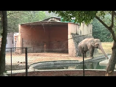 シェールはパキスタンの孤独な象を見送った (Cher sees off Pakistan’s lonely elephant)