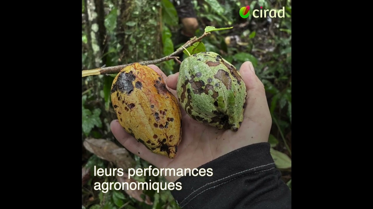 À la recherche de cacaoyers sauvages en Amazonie