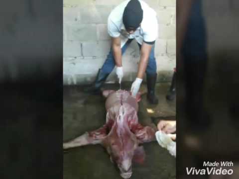 , title : 'Necropsia a cerdos con PPC,  Pasteurelosis y Neumonía Enzootica'