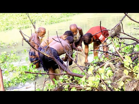 Primitive Technology   Fish Catching In River। Fish Trap bd 077