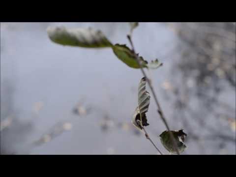 Joki Juoksee video