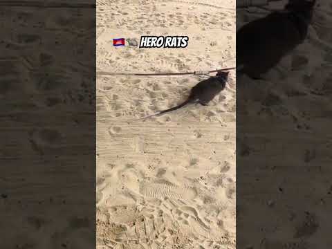 🇰🇭🐀 Hero Rats #cambodia #siemreap #apopo #herorats #demining #cambodiatourism #visitcambodia