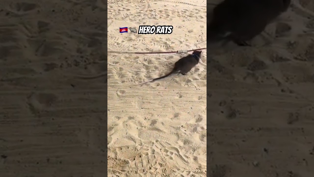 🇰🇭🐀 Hero Rats #cambodia #siemreap #apopo #herorats #demining #cambodiatourism #visitcambodia