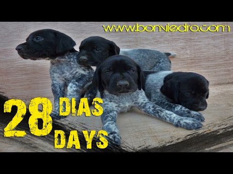 CACHORROS de BRACO ALEMAN con 28 DIAS | DEUTSCH KURZHAAR (GSP) PUPPIES 28 DAYS