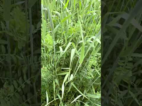 Neues vom Unkrautzüchter