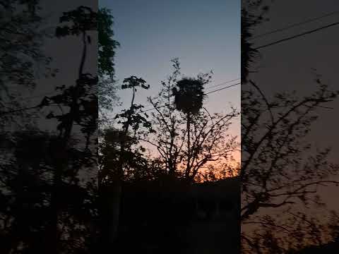 ##ceará #nature #viral #pavão #aracoiaba #milhoes #céu ##céusabertos #incrível  #Fantástico