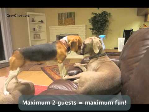 download lagu mp3 mp4 Dog Kennels Sacramento, download lagu Dog Kennels Sacramento gratis, unduh video klip Dog Kennels Sacramento