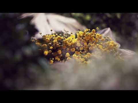 Floral Dawn | Cinematic B-Roll Reel