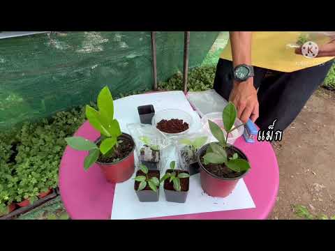 การขยายพันธุ์พืชด้วยวิธีการเพาะเลี้ยง (เนื้อเยื่อ)