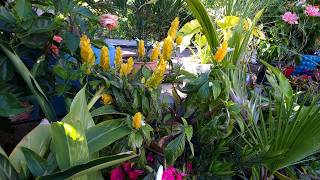 Amazing Lollipop Plant! AKA Golden Shrimp Plant Care || Pachystachys Lutea