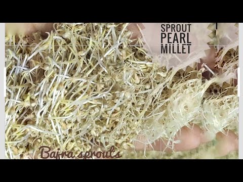 Easy way to sprout pearl millet