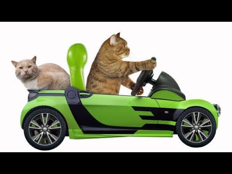 Funny Cats Videos - Funniest Cats Videos  2022 - Best Cats Videos - Muntasir Editor 😂