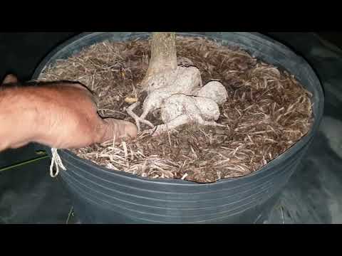 Xem mai và giao lưu khuyến mãi ngày 05,02,2023 ĐT 0907381707 hiền