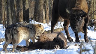 Смотреть онлайн Зубры отогнали волков от умершего детеныша