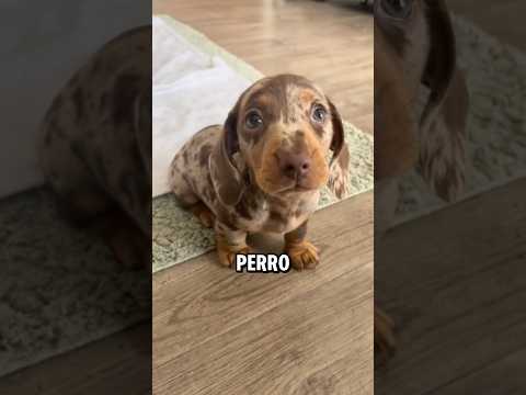 4 Key Things You Should Know Before Getting a Dachshund #dogs #dogs #dachshund