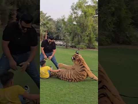 Sher King se pangi Not🚫🚫...|Mian Saqib|#ytshorts #miyanbhai #petlover#mpbirds