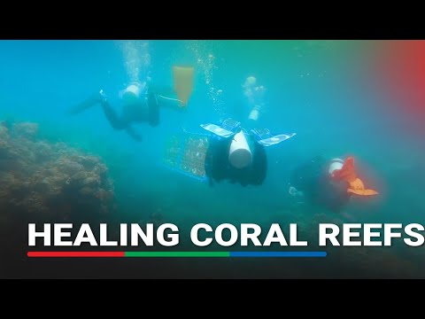 Philippines divers regrow coral to help heal damaged reefs