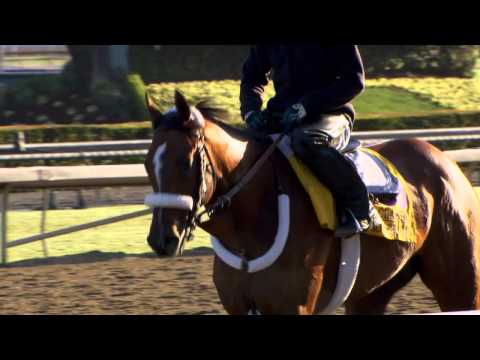 Breeders' Cup Moments: 2013 Classic Contenders