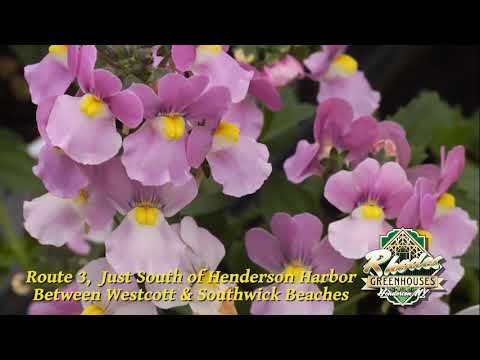 Rhodes Greenhouse Memorial Day 2020