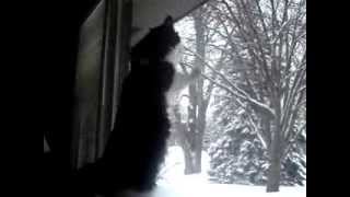 Casey Has Cabin Fever