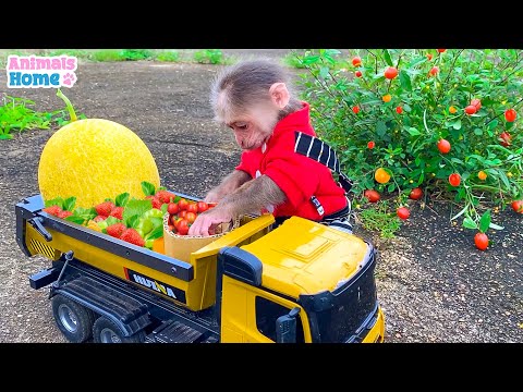 Farmer BiBi drive truck to harvest fruits