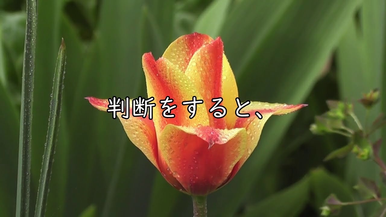 【スピリチュアル】パーフェクトな人生になる、たった一つの方法。不安解消・波動が上がる【2024年 聞く浄化】