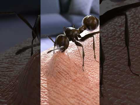Stunning Way Ants Bite
