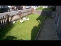 Chicken Run Hennen Rennen