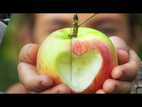 Video preview: Fruit Tree Care Up Close: Pruning Safety