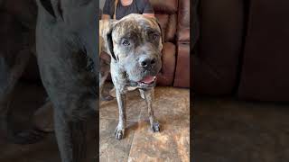 Video preview image #1 Mastiff Puppy For Sale in Goodyear, AZ, USA