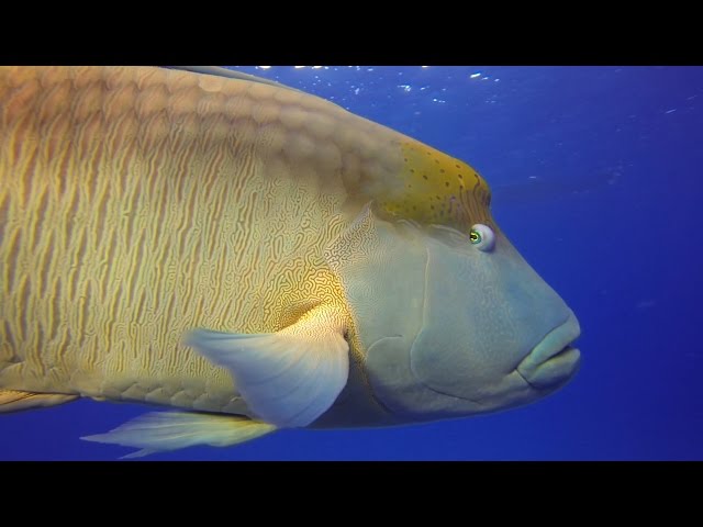 Scuba Diving at Norman Reef on The Great Barrier Reef