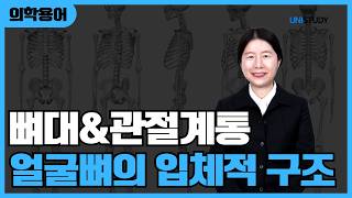 [유니스터디] 간호·보건인을 위한 의학용어 | 얼굴뼈의 입체적 구조