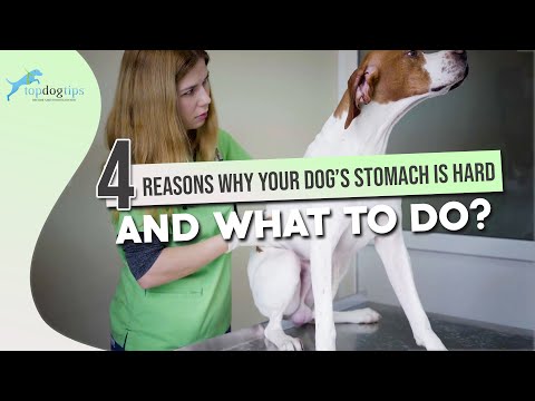 4 Reasons Why Your Dog’s Stomach is Hard and What to Do
