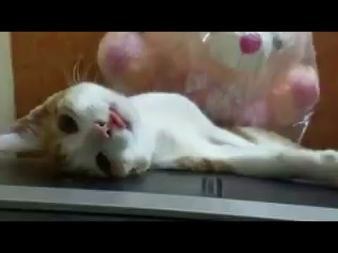 cute cat | kitten playing | funny cat compilation video😽
