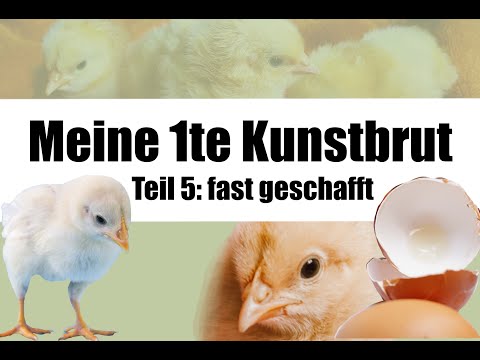 Meine erste Kunstbrut - Schlupfvorbereitung - Teil 5
