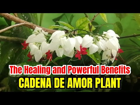 Planta Cadena De Amor (Beneficios Saludables y Poderosos)