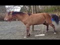 Horse Peeing Horse Pee Horse Poop Horse