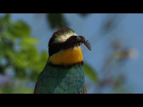 Żołna (Merops apiaster) - najpiękniejszy ptak Roztocza